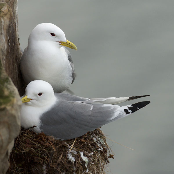 Pikkukajava, Black-legged Kittiwake, Rissa tridactyla